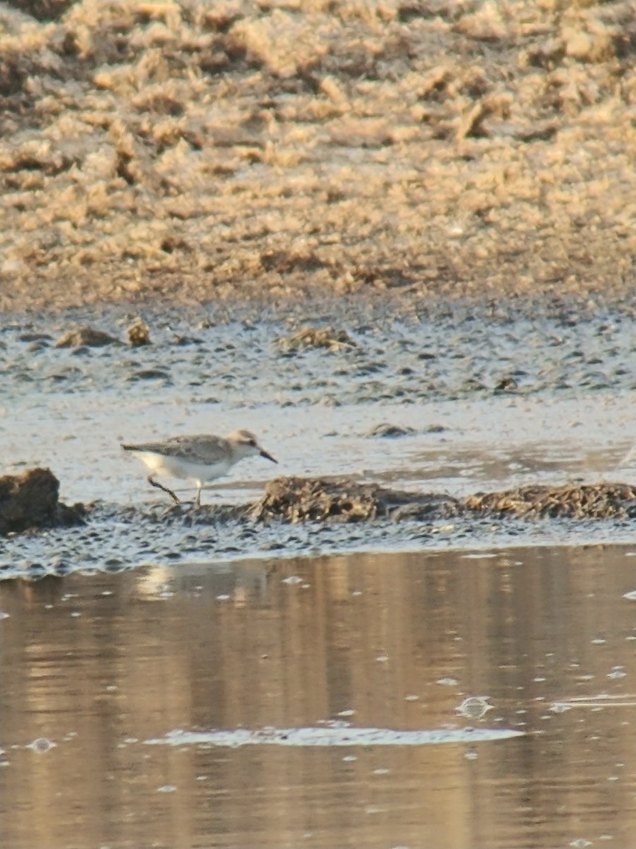 Semipalmated Sandpiper - ML604186481