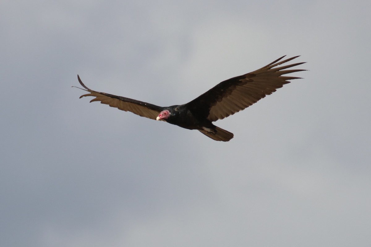 Turkey Vulture - ML604187911