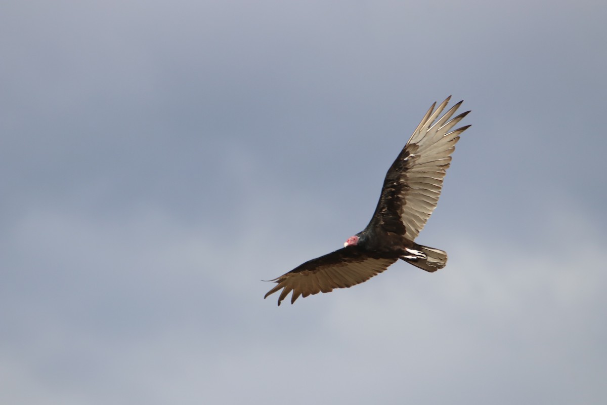 Turkey Vulture - ML604187921