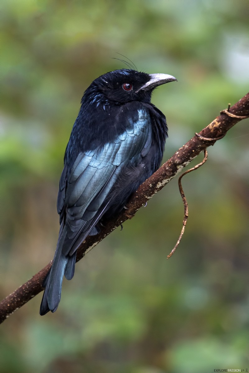 Hair-crested Drongo (Bornean) - Wai Loon Wong