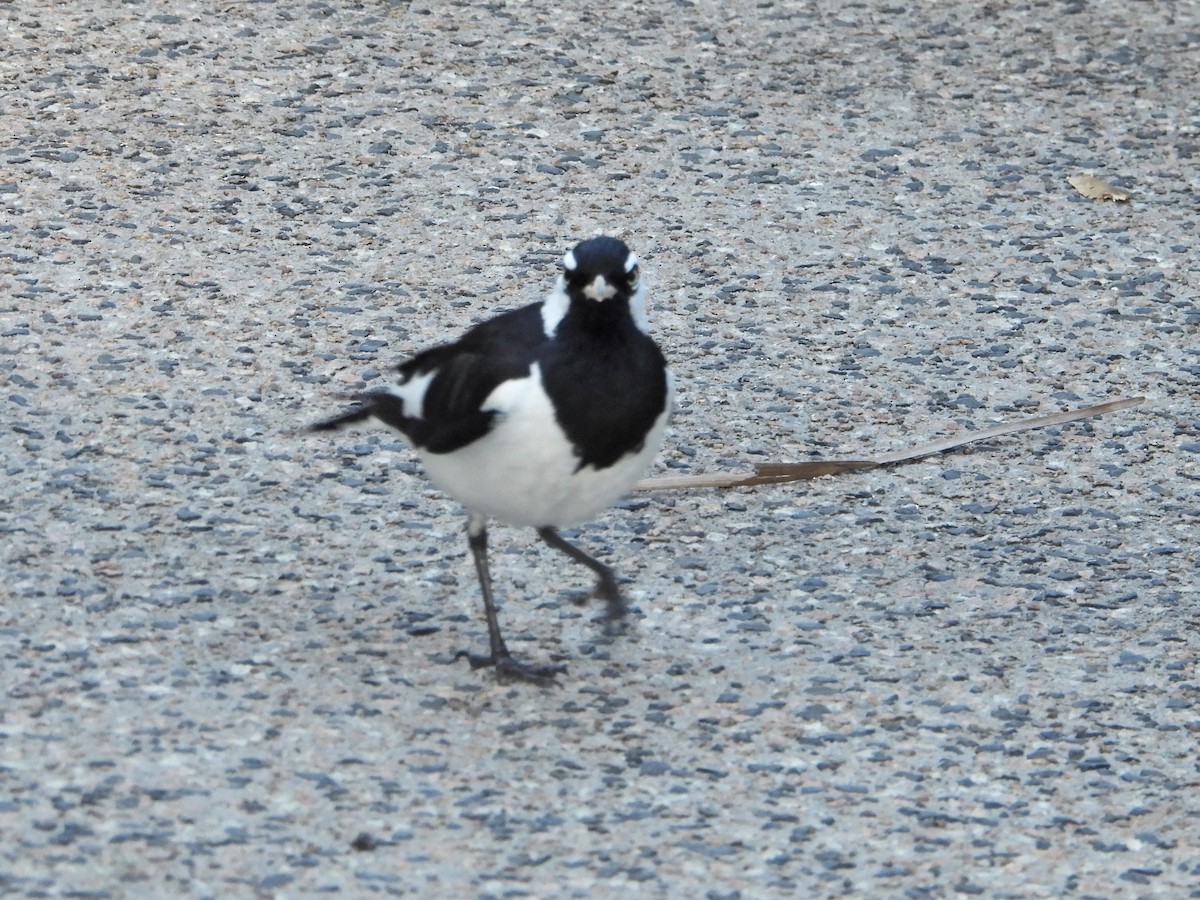 Magpie-lark - ML604189701