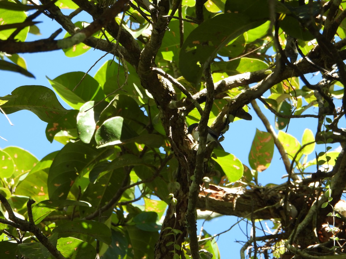 White-breasted Woodswallow - Leonie Beaulieu
