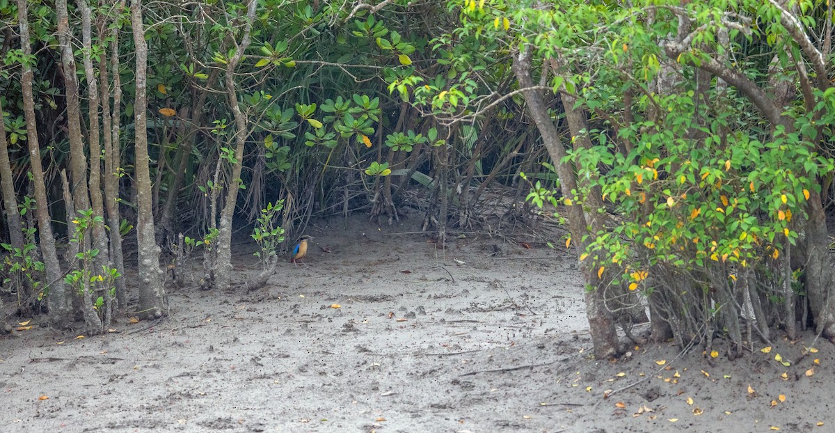 Mangrove Pitta - Siva Chandra  AV