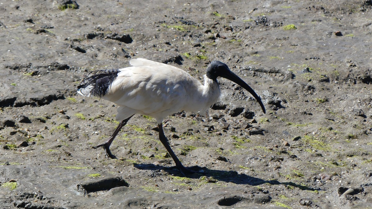 Ibis à cou noir - ML604190611