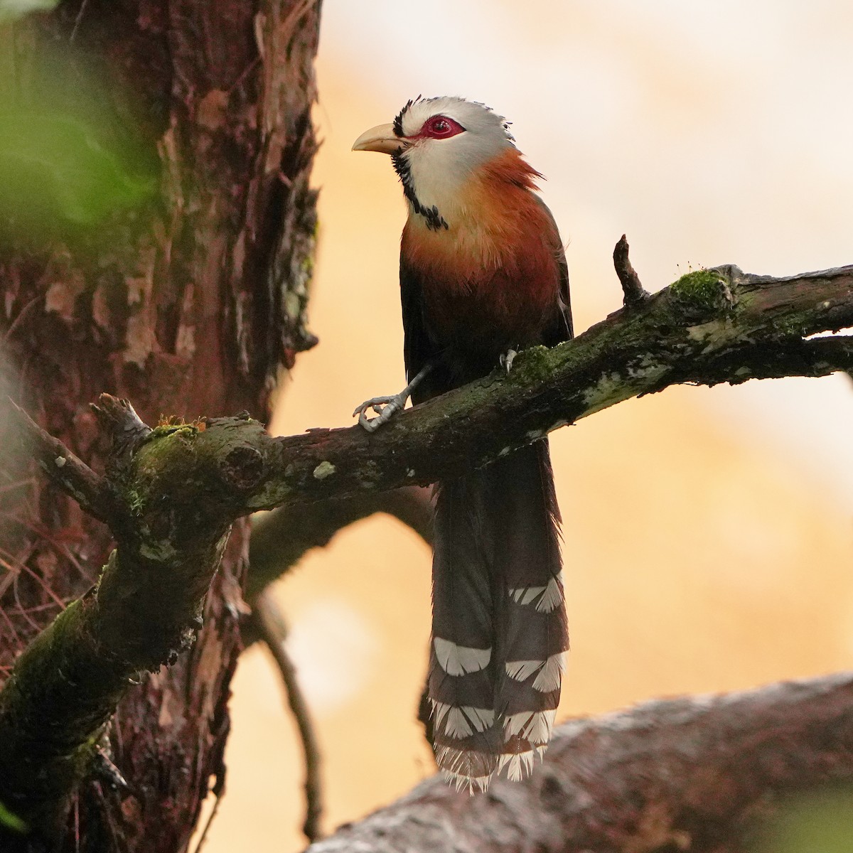 Scale-feathered Malkoha - Roberto Yniguez