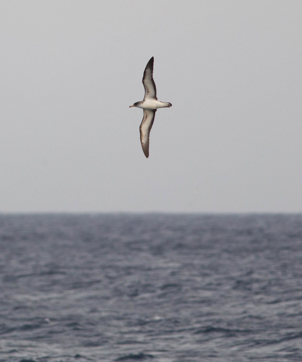 Berta maggiore/boreale - ML604191121