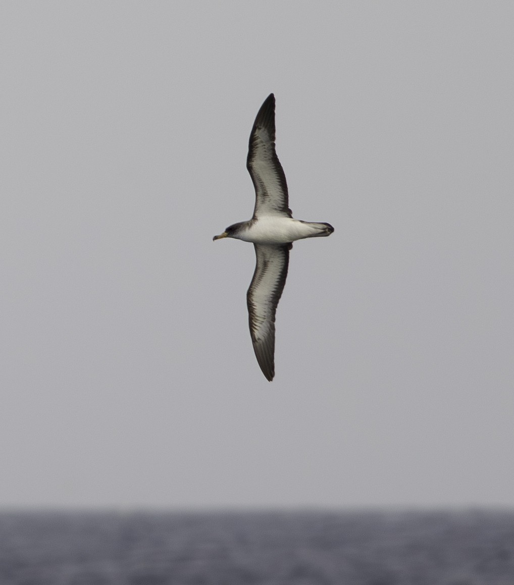 buřňák atlantský/šedý - ML604191131