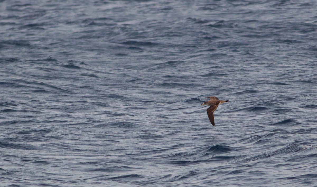 buřňák atlantský/šedý - ML604191151