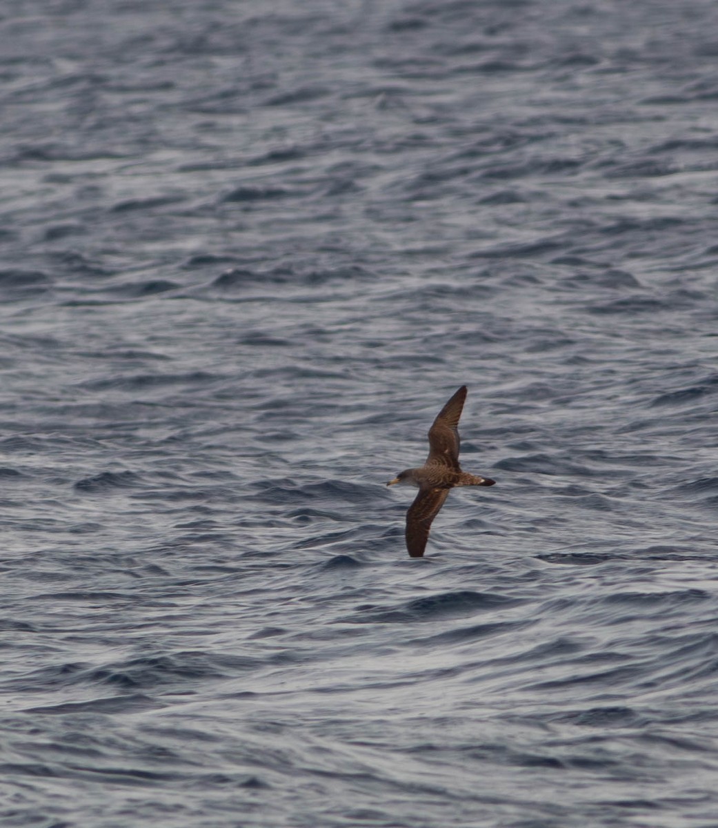 buřňák atlantský/šedý - ML604191161