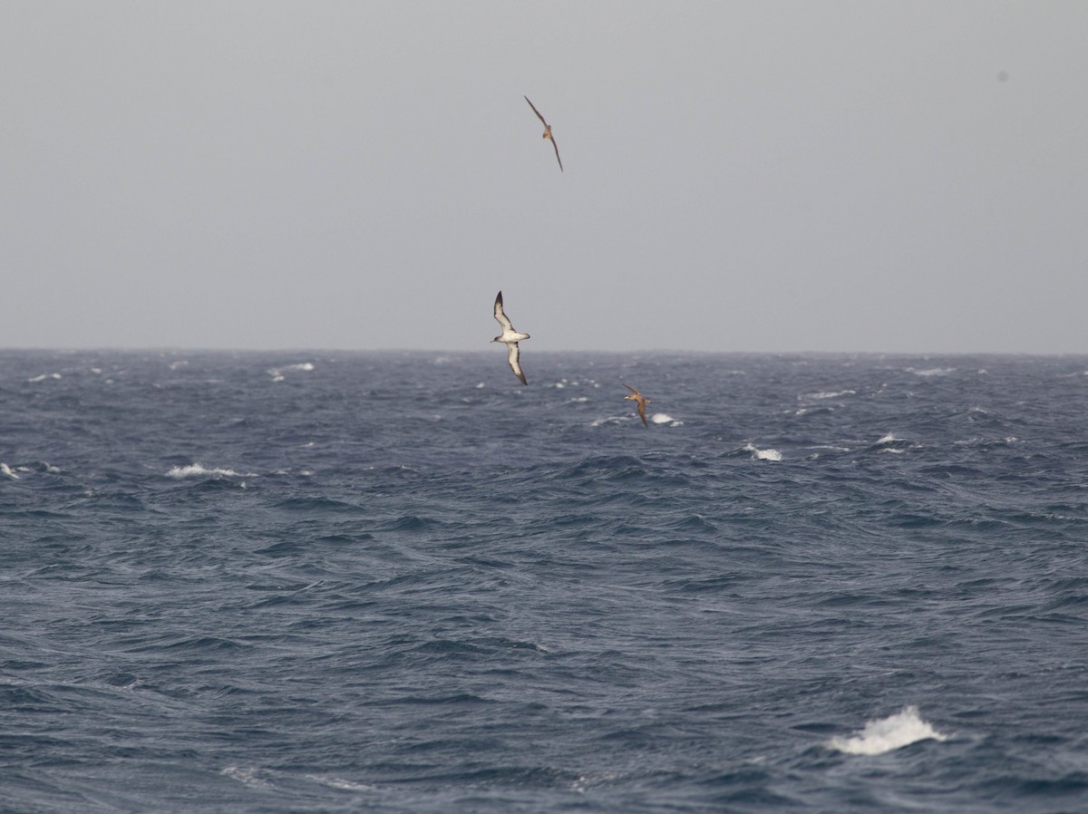 Berta maggiore/boreale - ML604191171