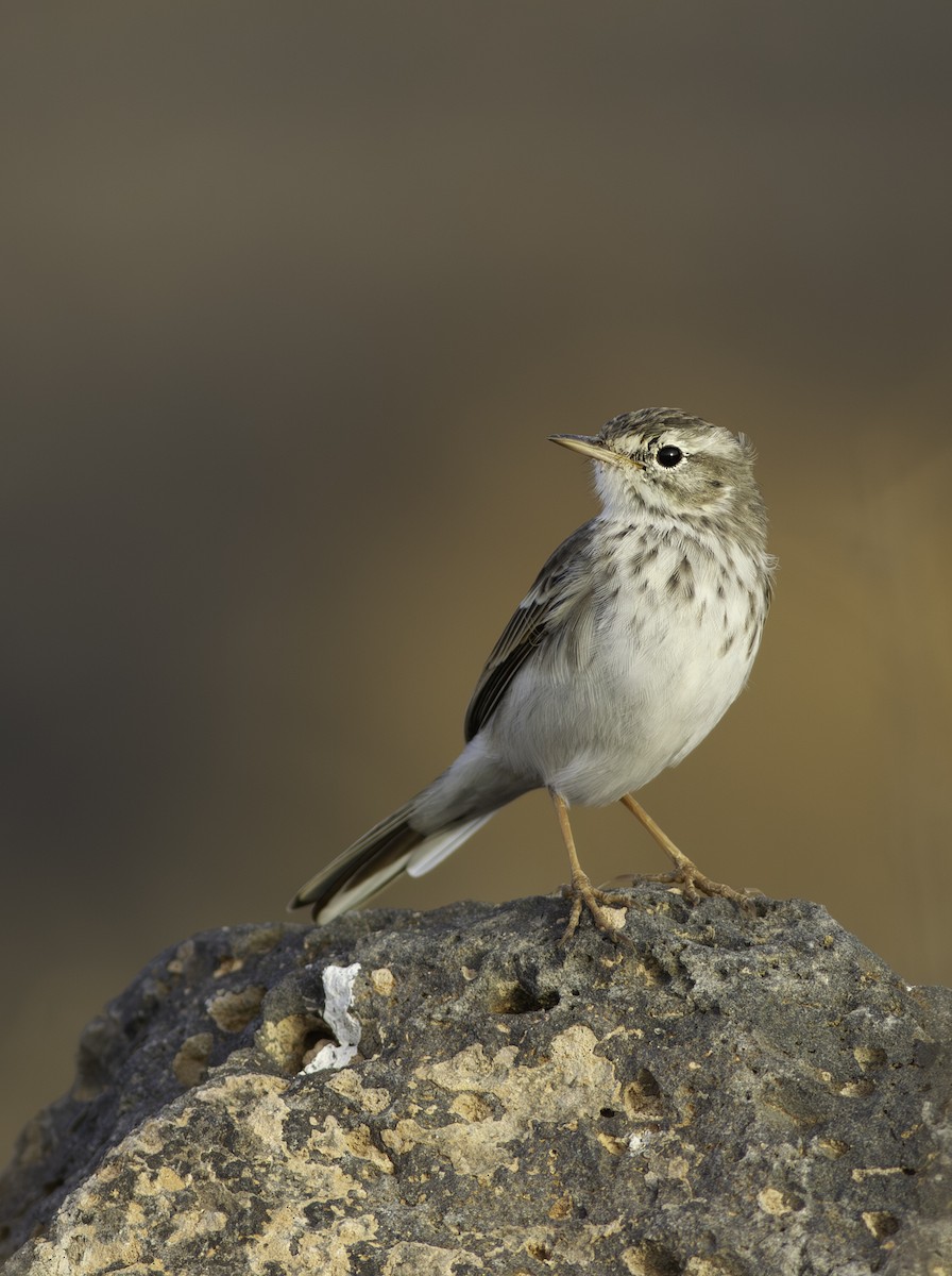 Berthelot's Pipit - ML604191391