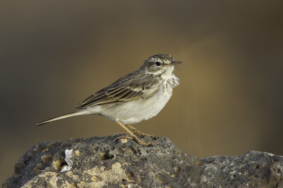 linduška kanárská - ML604191421