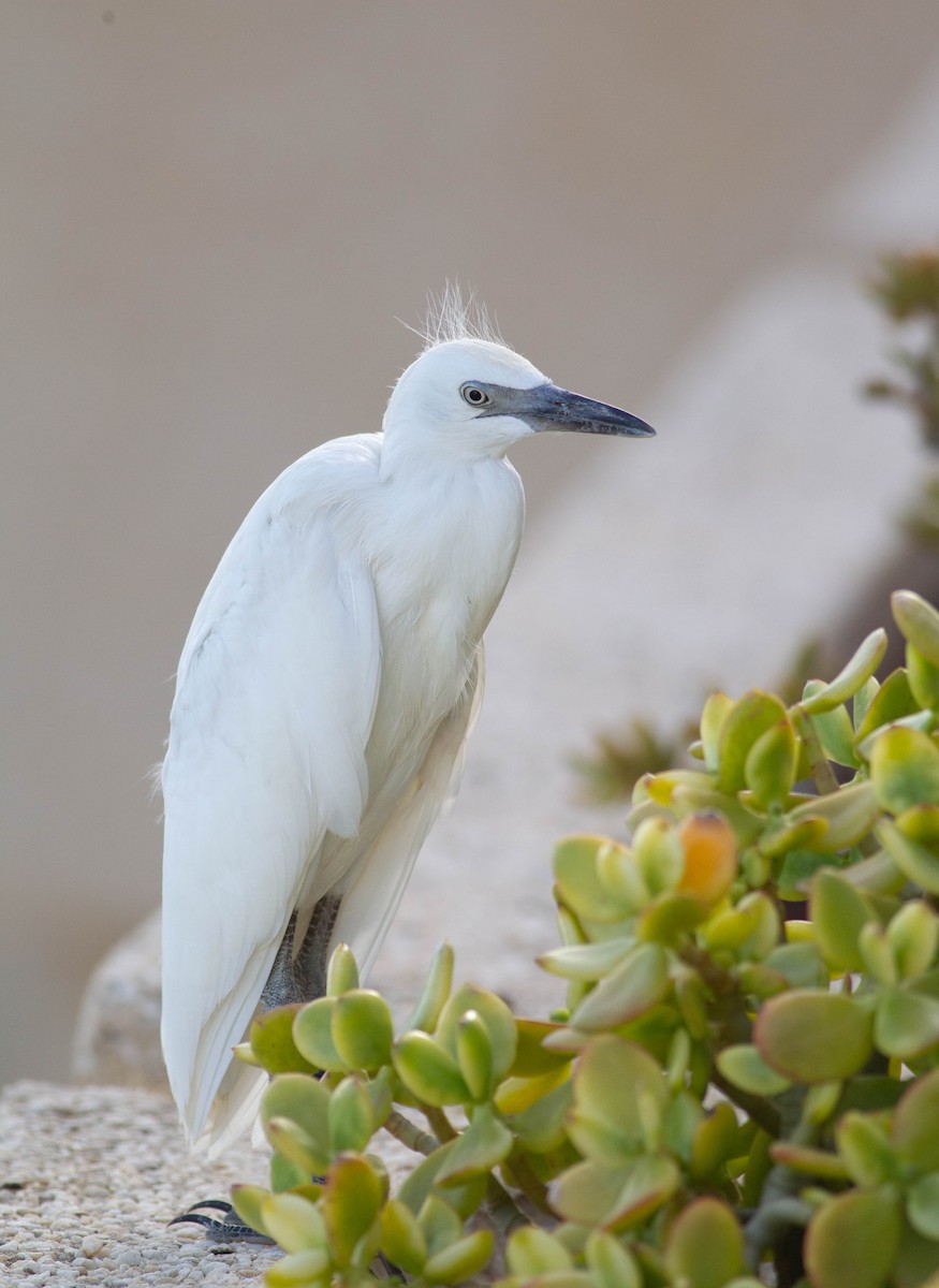 volavka stříbřitá - ML604191491