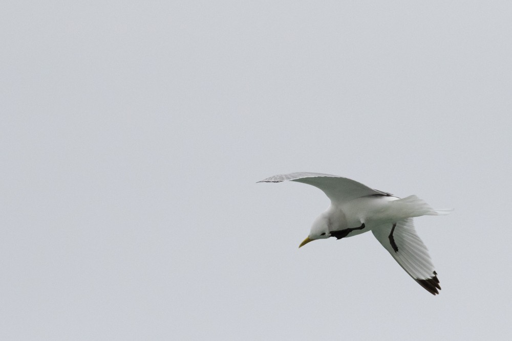 Black-legged Kittiwake - ML604191541