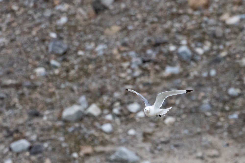 Black-legged Kittiwake - ML604191561