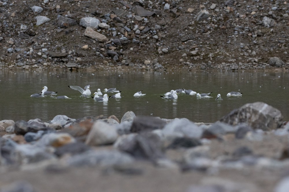 Black-legged Kittiwake - Denis Corbeil