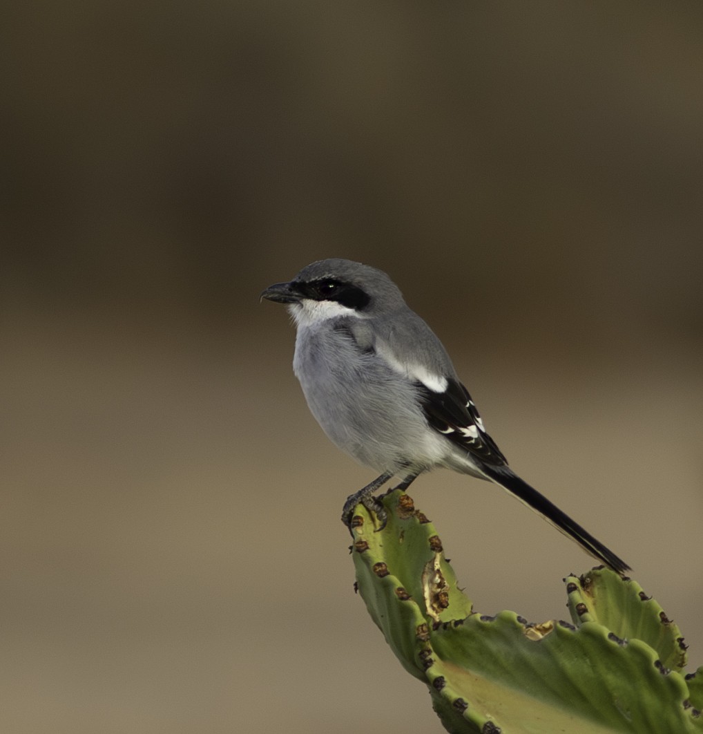 Averla maggiore - ML604191761