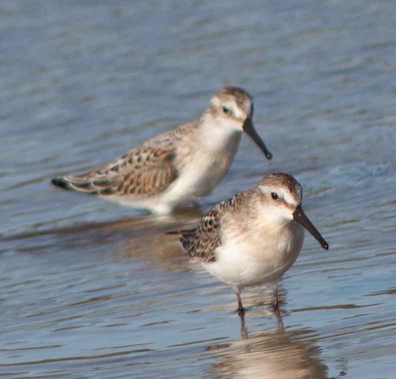 Western Sandpiper - ML604191771