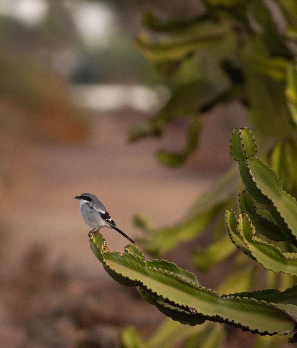 Averla maggiore - ML604191791