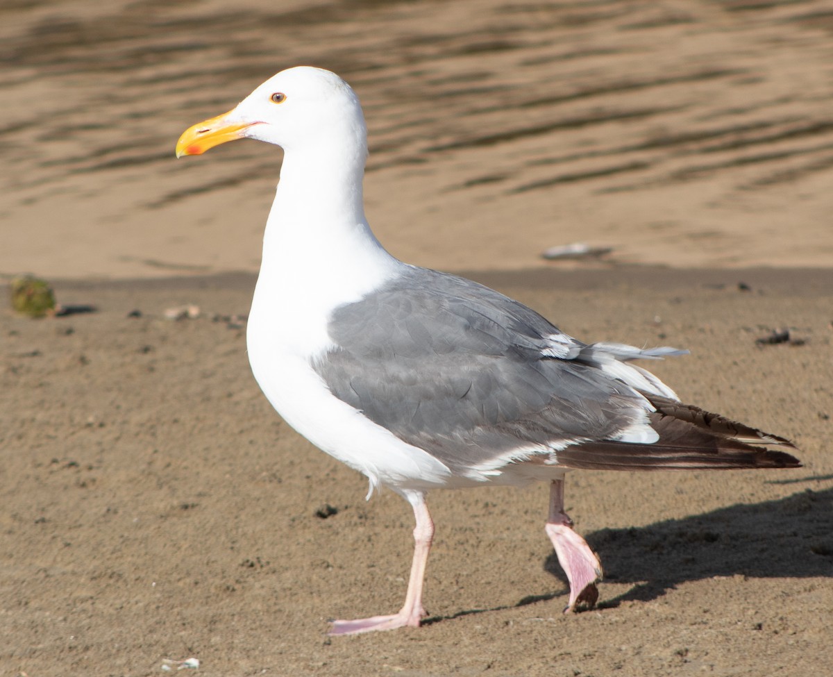Western Gull - ML604191821