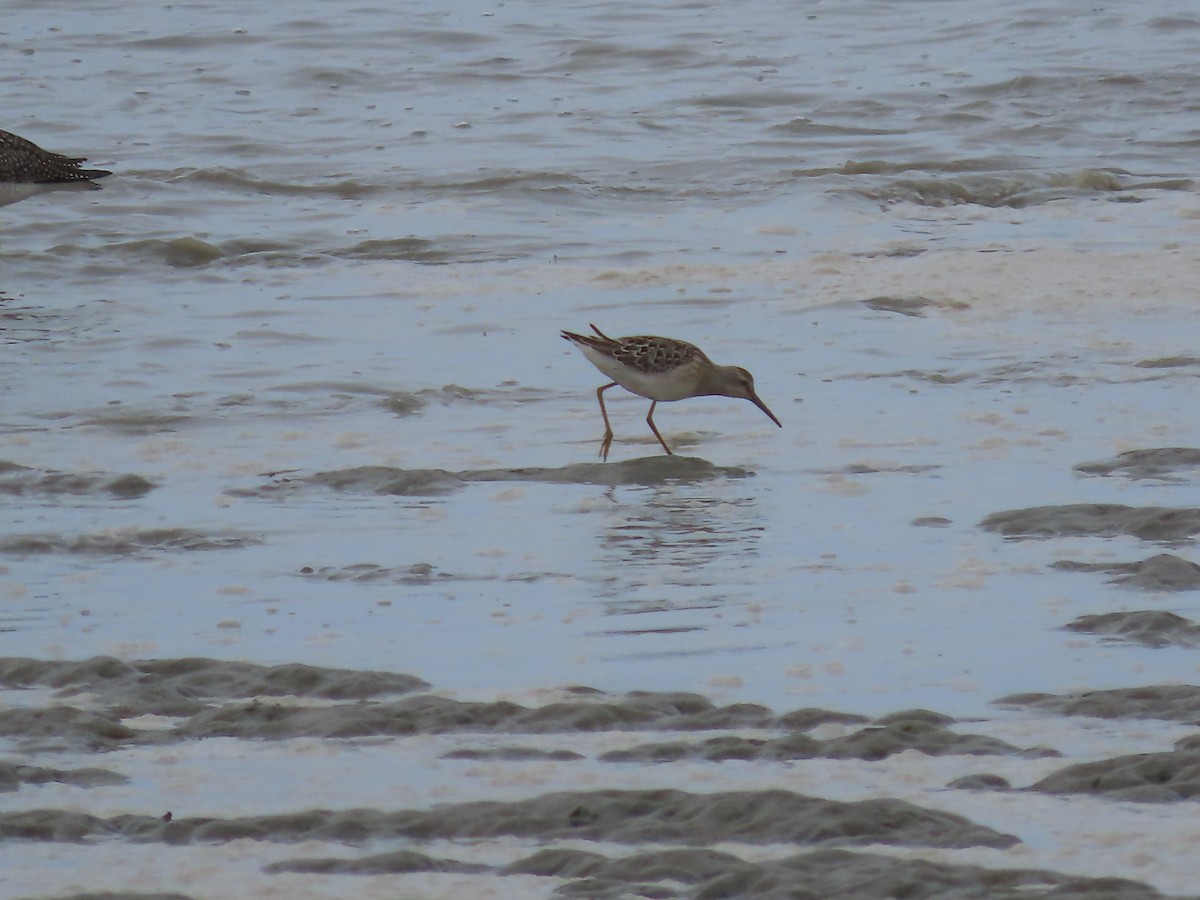 Stilt Sandpiper - ML604193191