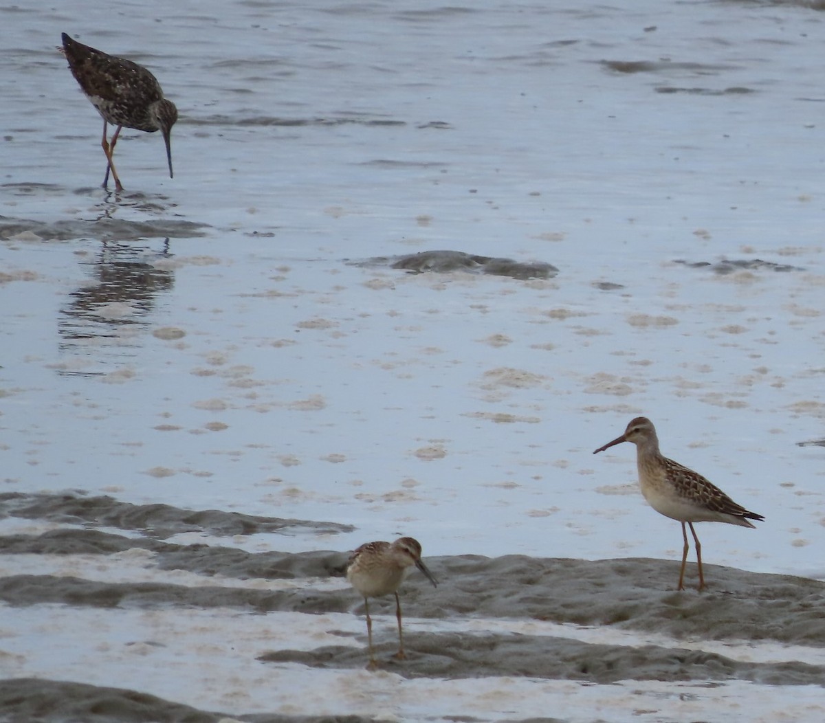 Stilt Sandpiper - ML604193211