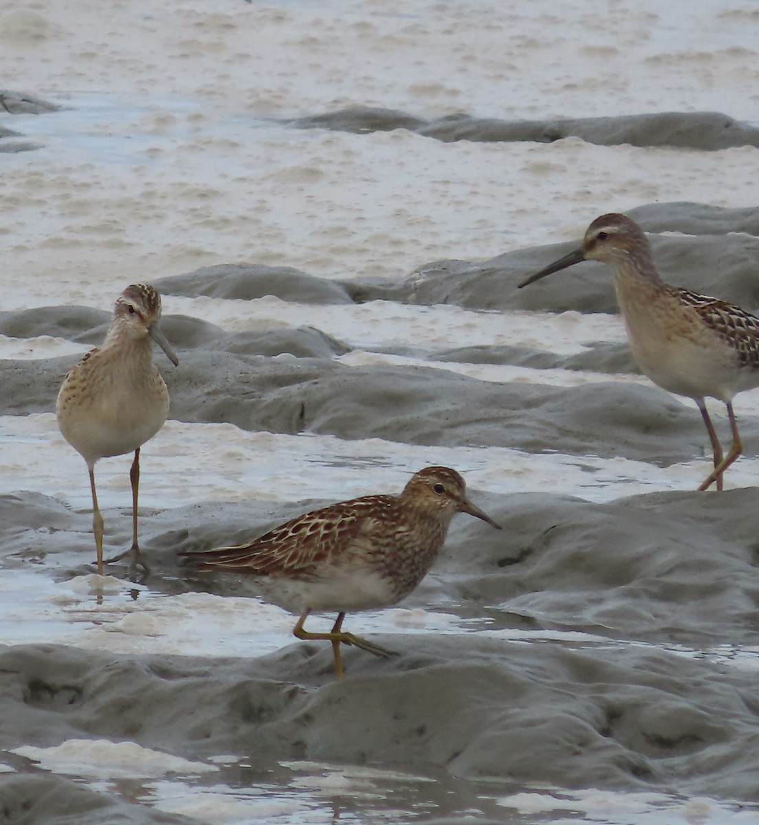 Stilt Sandpiper - Laura Burke