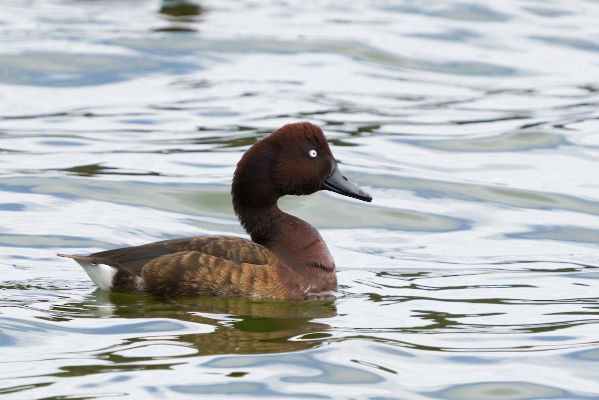 Madagascar Pochard - Reece Dodd