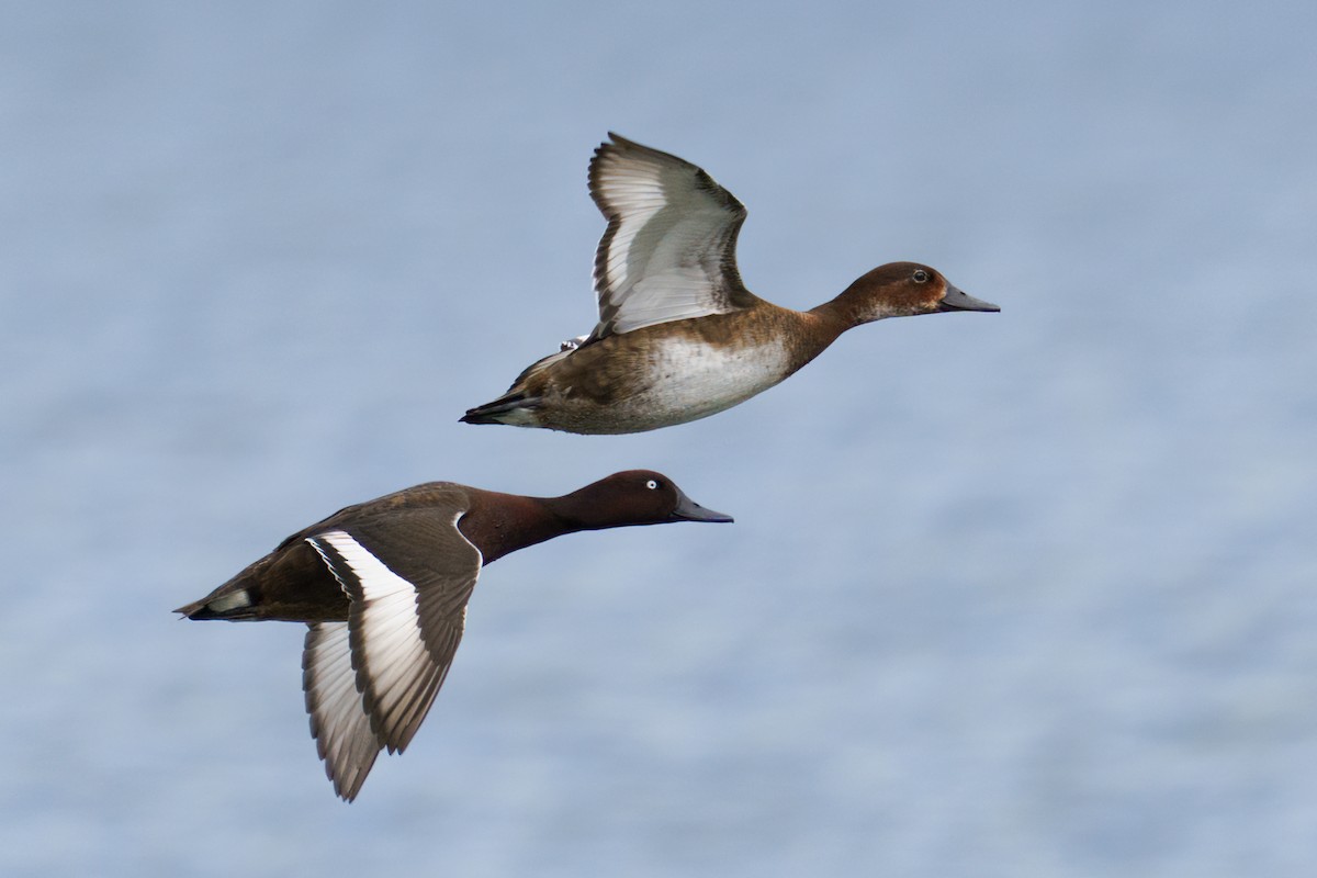 Madagascar Pochard - ML604193271