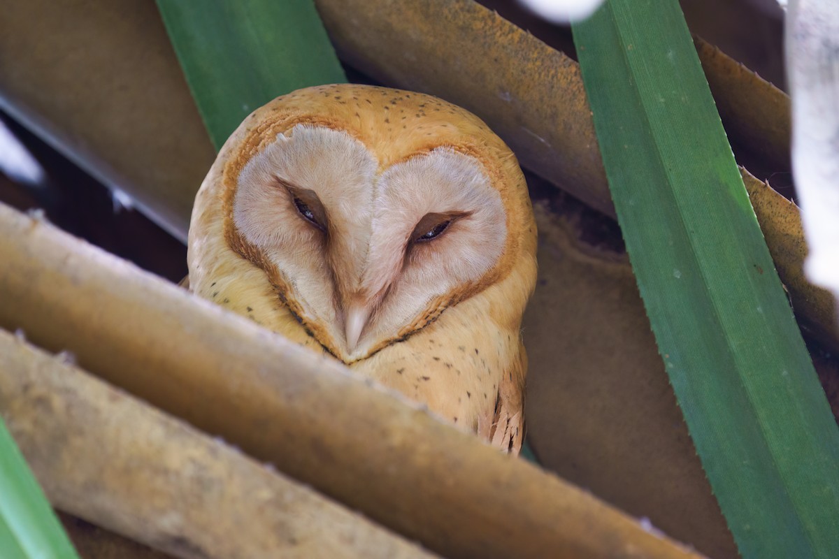 Red Owl - Reece Dodd