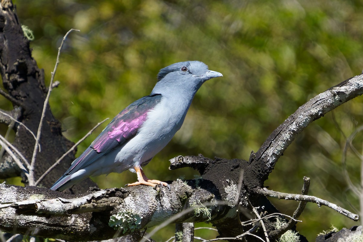 Cuckoo-roller - ML604193361