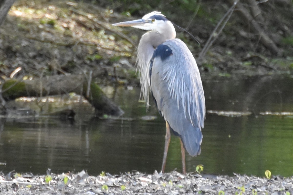 Great Blue Heron - ML604194111