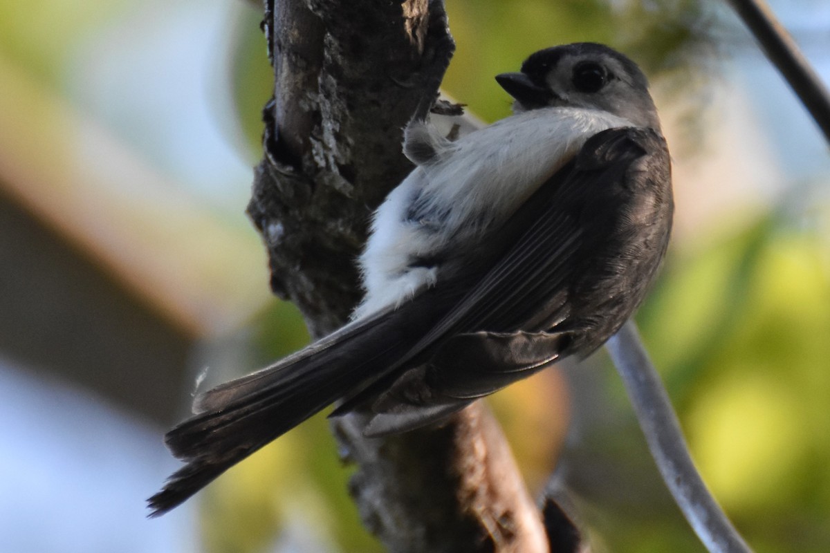 Tufted Titmouse - ML604194151