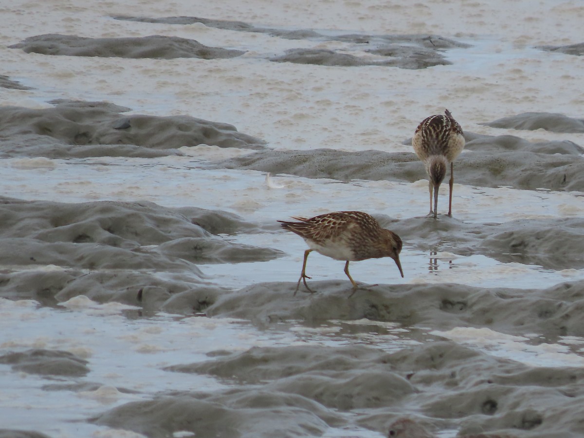 Pectoral Sandpiper - ML604195611