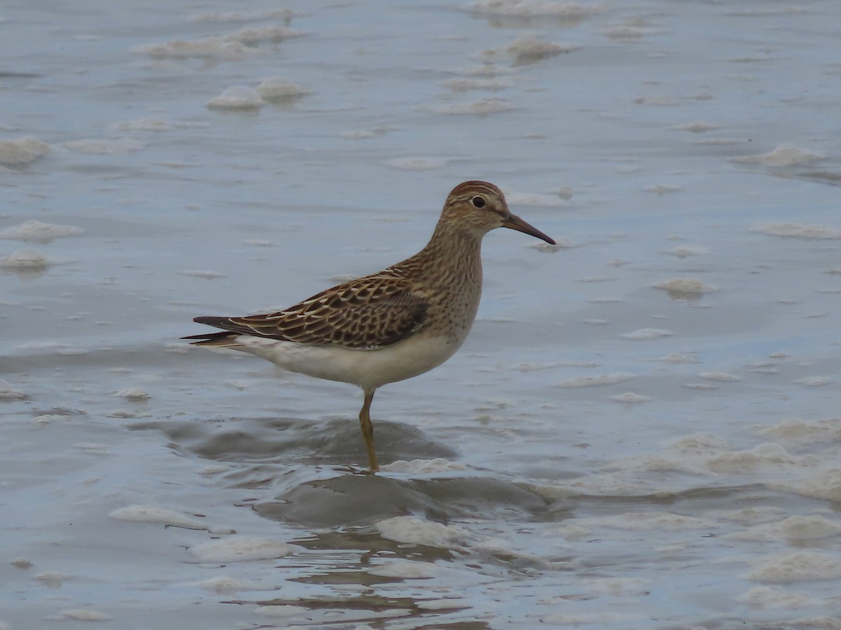 Pectoral Sandpiper - Laura Burke