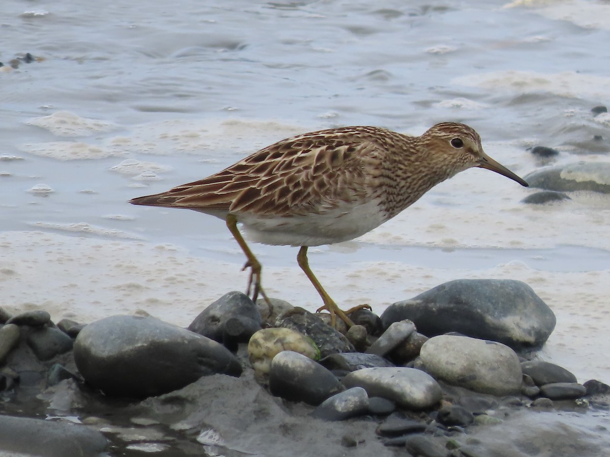 Pectoral Sandpiper - Laura Burke