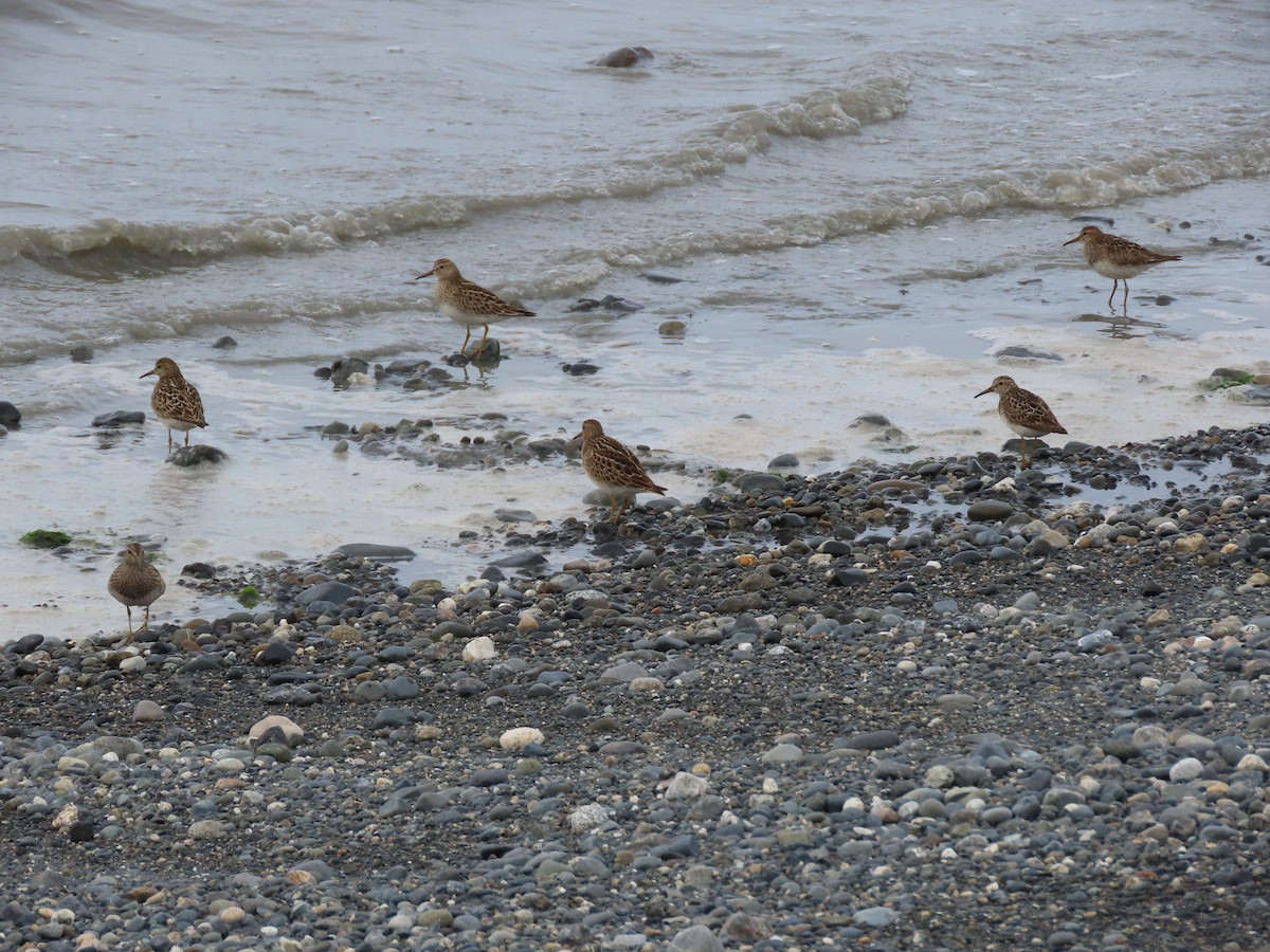 Pectoral Sandpiper - ML604195801