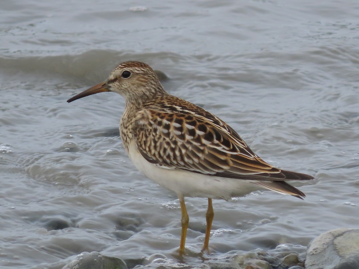 Graubrust-Strandläufer - ML604195831