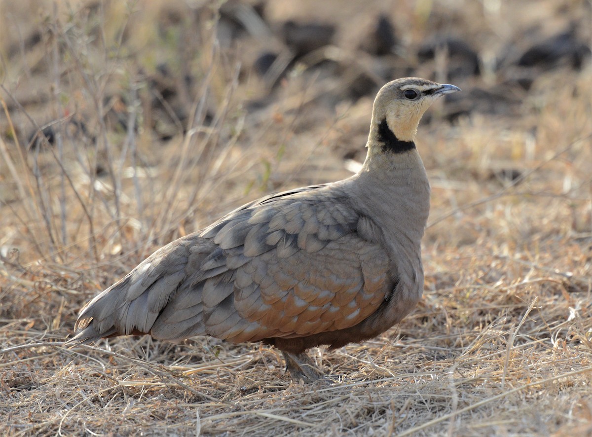 Yellow-throated Sandgrouse - ML604195901