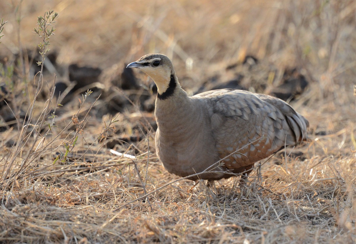 Yellow-throated Sandgrouse - ML604195911