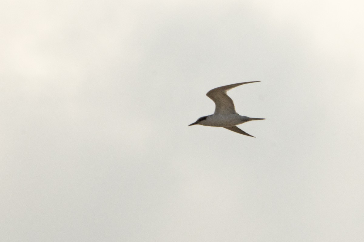 Sandwich Tern - ML604197531