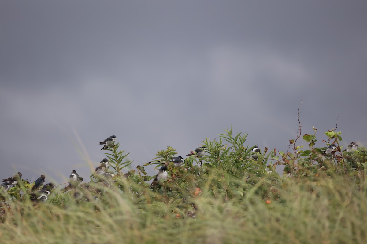 Tree Swallow - Ross Sormani