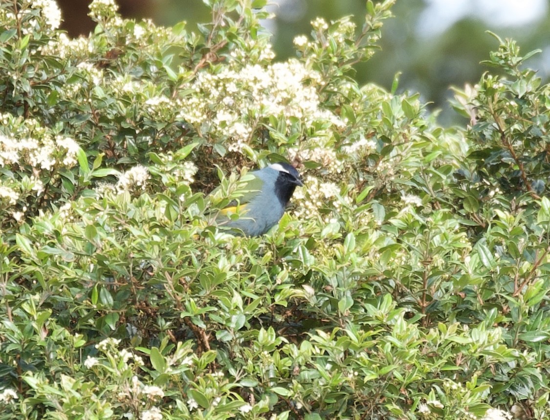 Eastern Crested Berrypecker - ML604198301