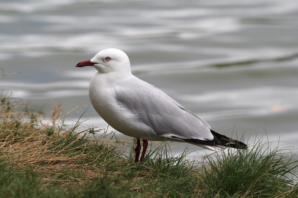 Gaviota Plateada - ML604198351