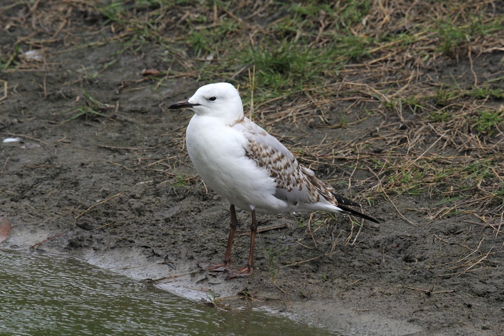 Gaviota Plateada - ML604198361