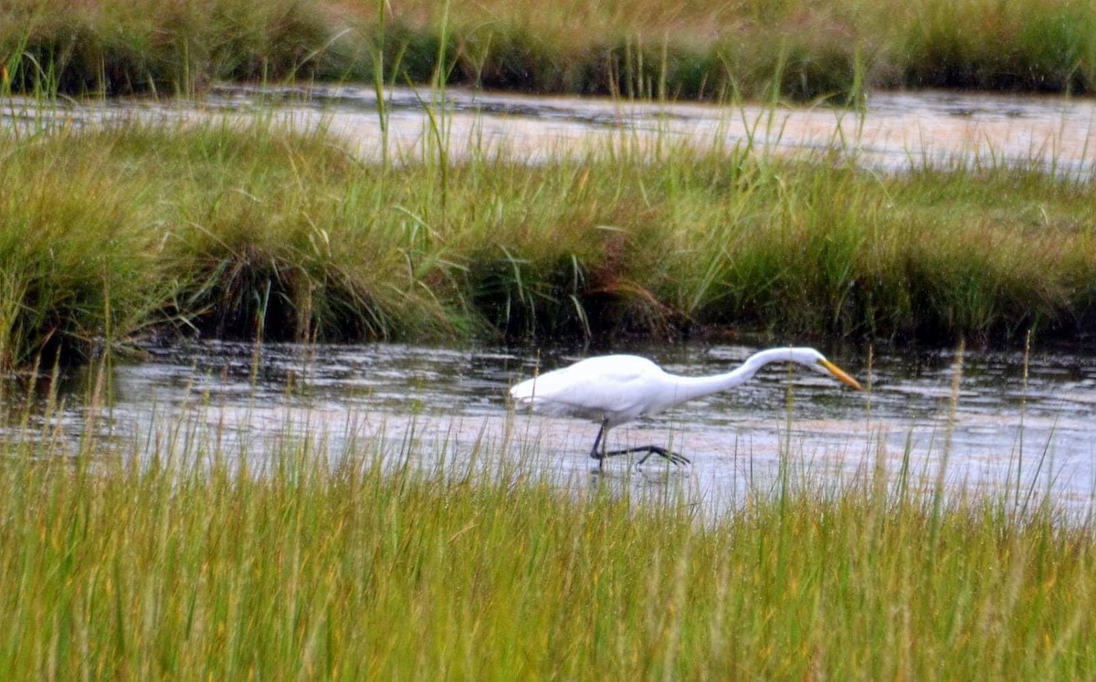 Great Egret - ML604198451