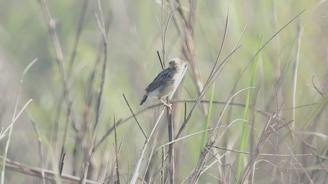 Golden-headed Cisticola - ML604198571