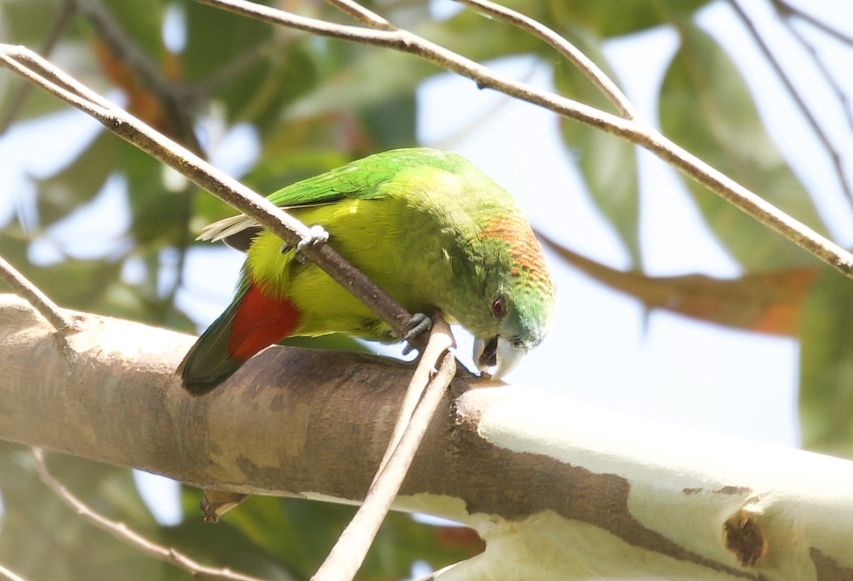 マダラガシラインコ - ML604198771