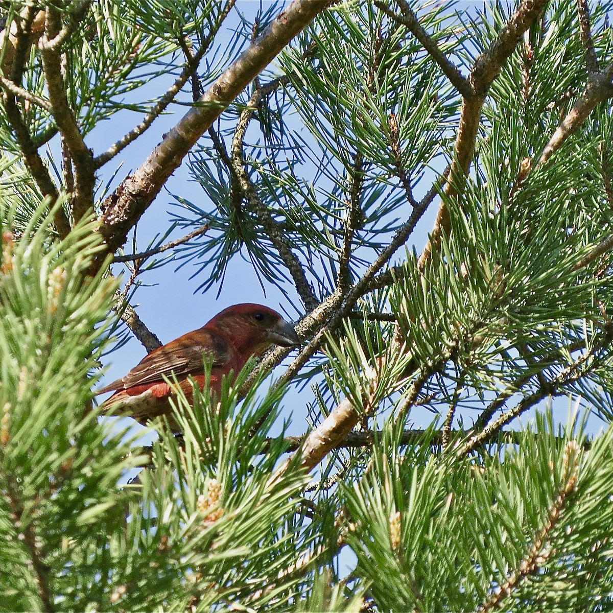 Red Crossbill - ML604199551