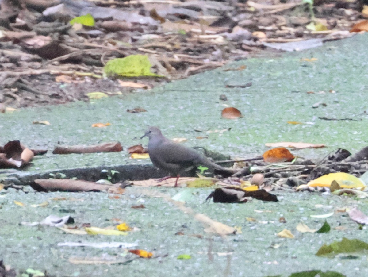 Gray-chested Dove - ML604199581